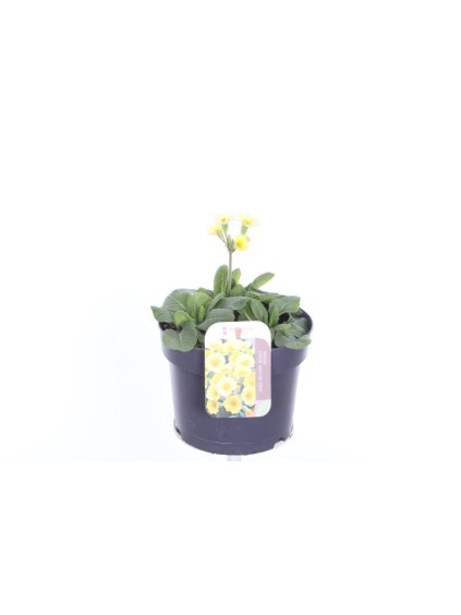 Primula elatior Veristar Lemon V30cm