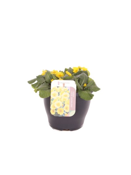 Primula elatior Veristar Yellow V25cm