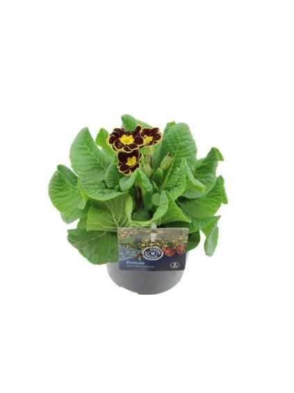 Primula elatior Veristar Bordeau Laced V25cm