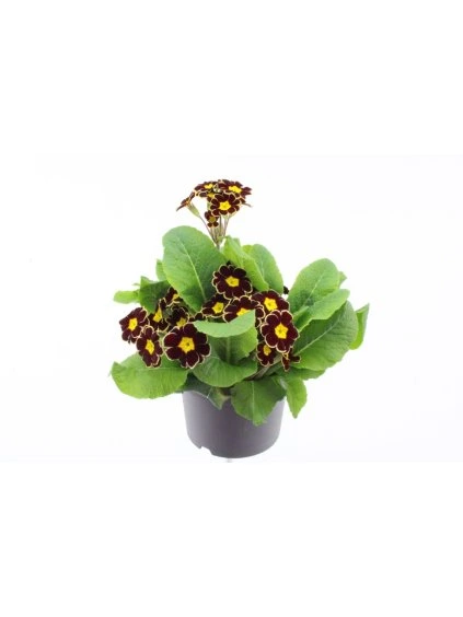 Primula elatior Veristar Bordeau Laced V40cm