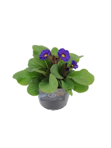 Primula elatior Veristar Late Blue V22cm