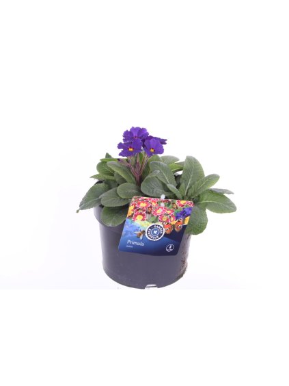 Primula elatior Veristar Late Blue V25cm