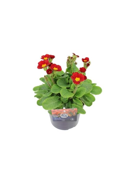 Primula elatior Veristar Late Red V25cm