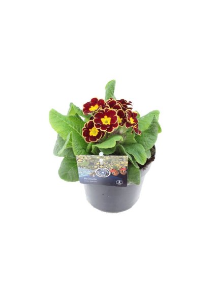 Primula elatior Veristar Wine Rose Silver Laced V20cm