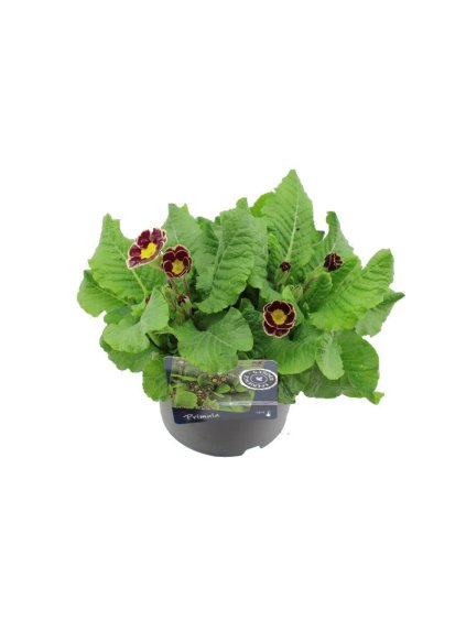 Primula elatior Veristar Wine Rose Silver Laced V25cm