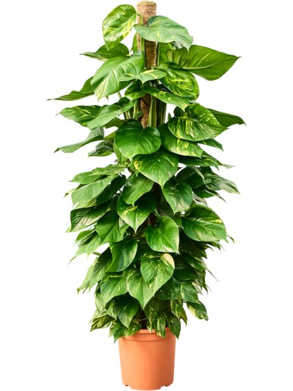 Scindapsus (Epipremnum) 'Aureum' V170cm
