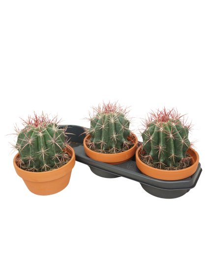 Ferocactus pilosus V22cm