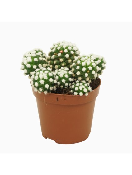 Mammillaria gracilis Albata V12cm