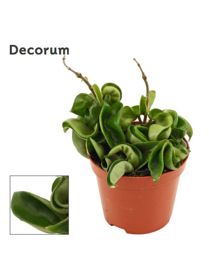 Hoya carnosa 'Compacta' V10cm
