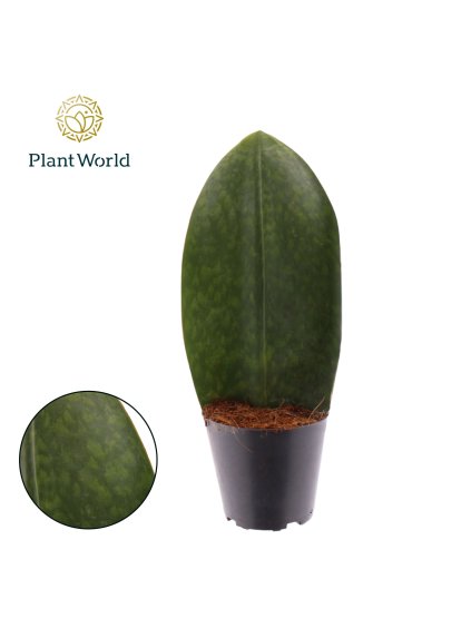 Sansevieria ‘Masoniana’ V30cm