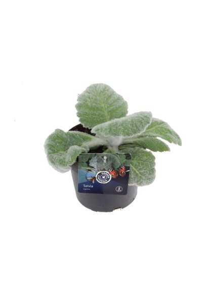 Salvia argentea V20cm