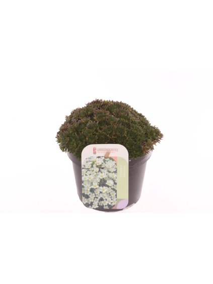 Saxifraga 'White Pixie' V15cm