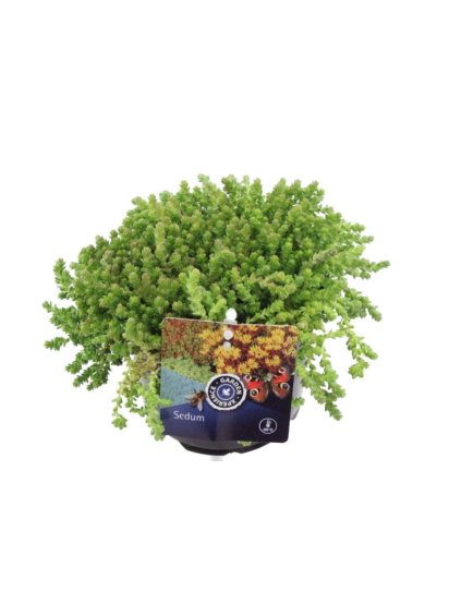 Sedum acre V15cm