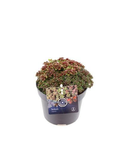 Sedum oreganum V15cm