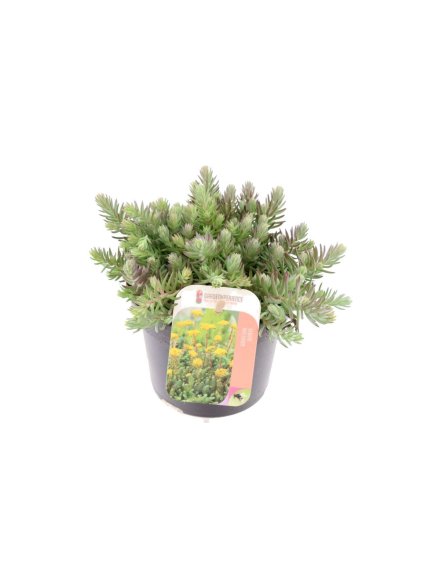Sedum reflexum V15cm