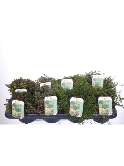 Thymus x citriodorus V20cm