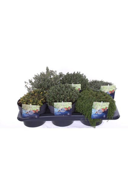 Thymus x citriodorus V25cm