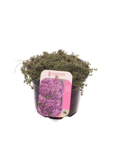Thymus praecox 'Purpurteppich' V15cm
