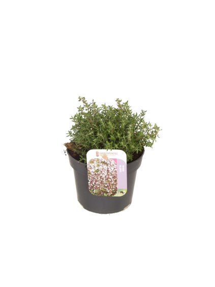 Thymus vulgaris 'Compactus' V15cm