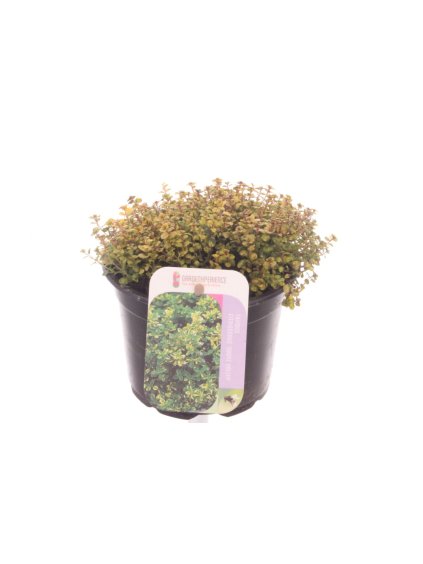 Thymus 'Doone Valley' V15cm