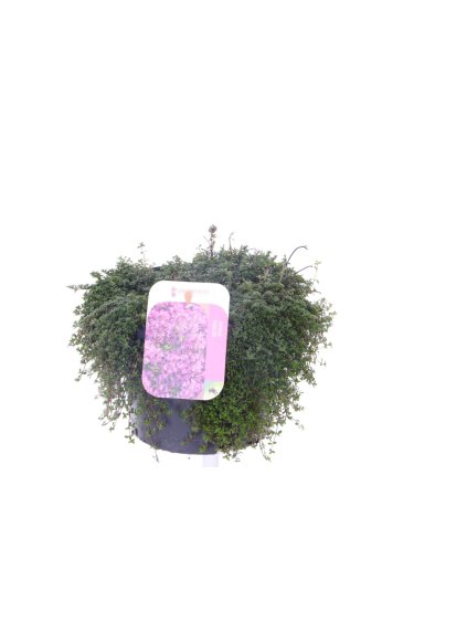 Thymus praecox 'Purpurteppich' V20cm