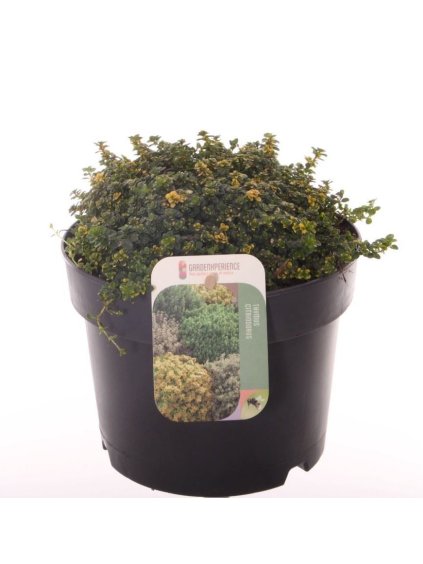 Thymus 'Doone Valley' V20cm