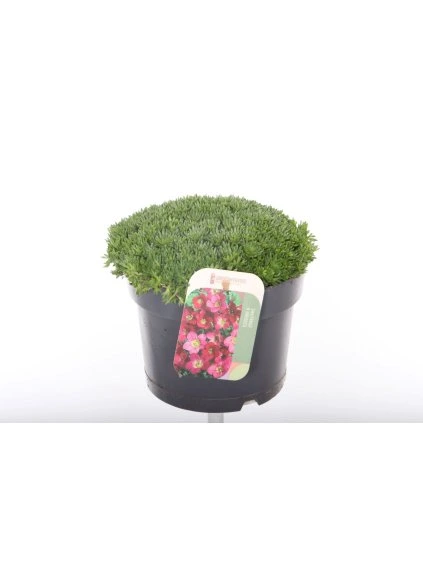 Saxifraga arendsii V20cm