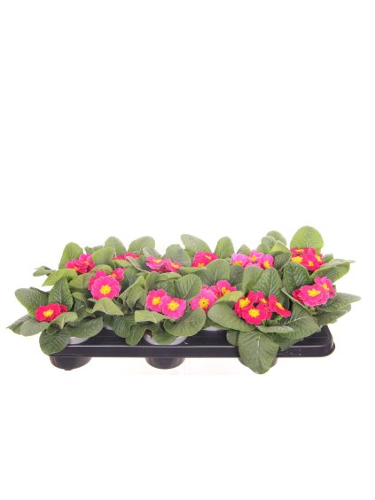 Primula (Acaulis Grp) V20cm