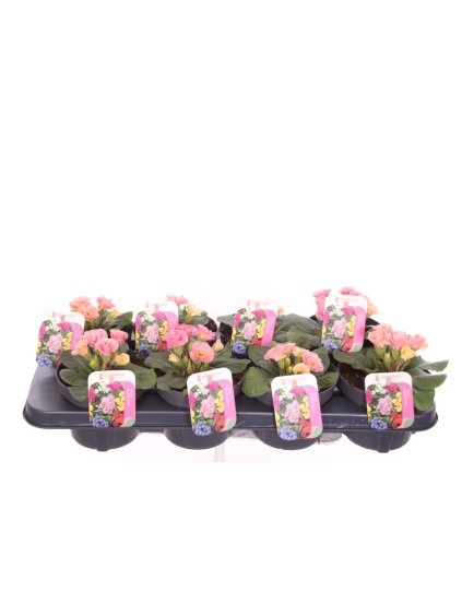 Primula (Acaulis Grp) V20cm