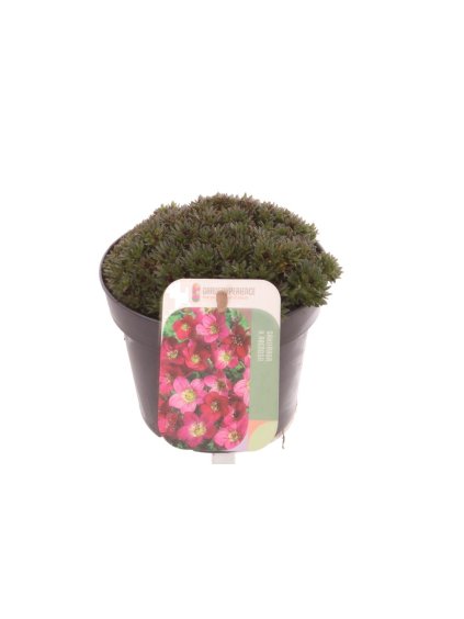 Saxifraga Saxony Red V15cm