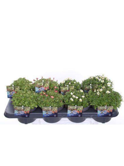 Saxifraga mix V25cm