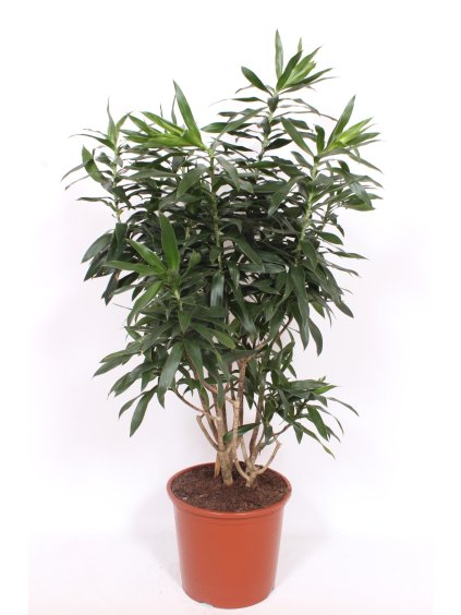 Pleomele (Dracaena) reflexa V130cm