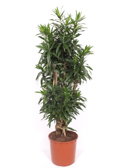 Pleomele (Dracaena) reflexa V160cm