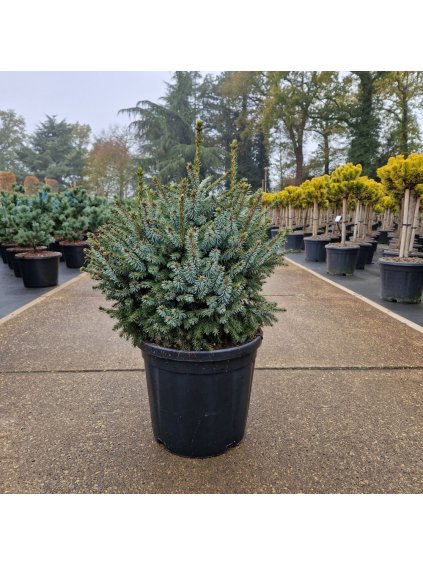 Picea omorika 'Nana' V80cm