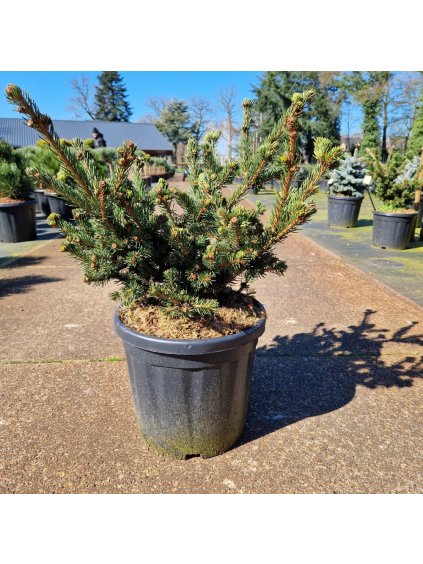 Picea pungens Luckey Strike V60cm