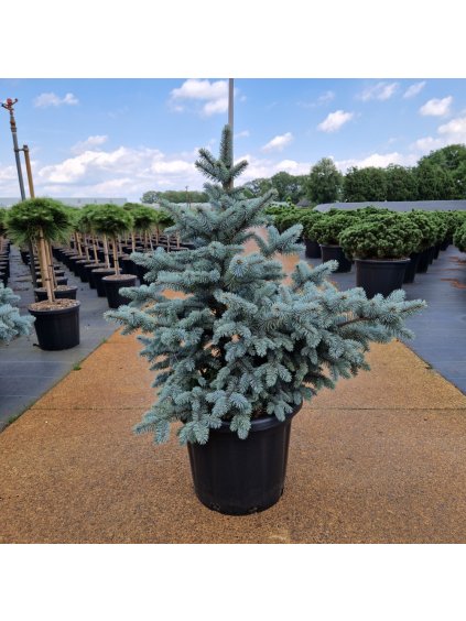 Picea pungens Blue Mountain V110cm