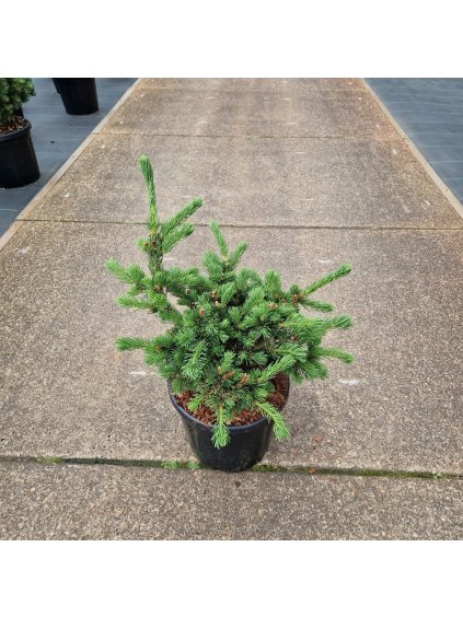 Picea pungens Luckey Strike V60cm