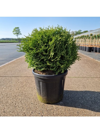 Thuja occidentalis 'Tiny Tim' V50cm