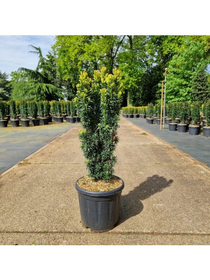 Taxus baccata 'David' V80cm