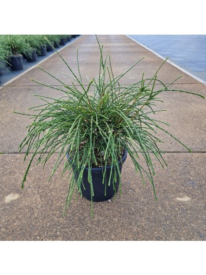 Thuja plicata 'Whipecord' V50cm