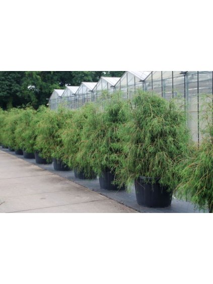 Thuja occidentalis Filiformis V240cm
