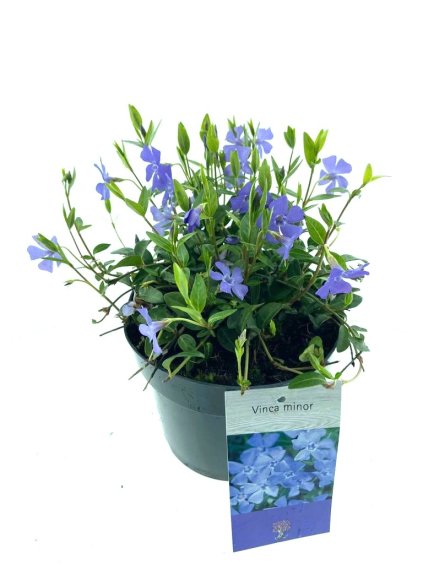 Vinca minor V20cm