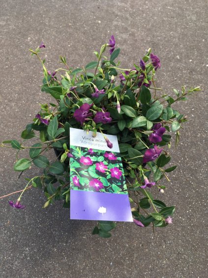 Vinca minor 'Atropurpurea' V20cm