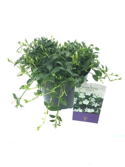 Vinca minor Elisa V20cm