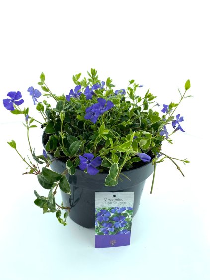 Vinca minor Ralph Shugert V20cm