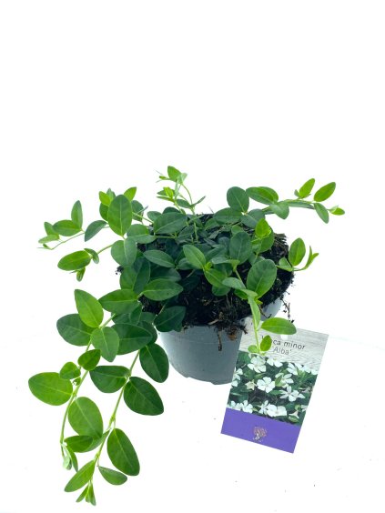 Vinca minor 'Alba' V20cm