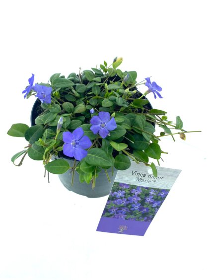 Vinca minor Marie V20cm