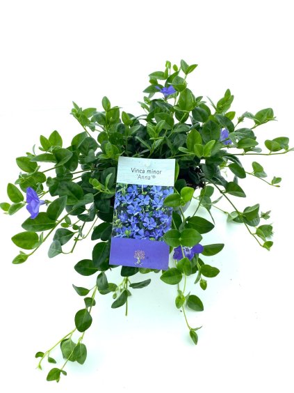 Vinca minor Anna V20cm