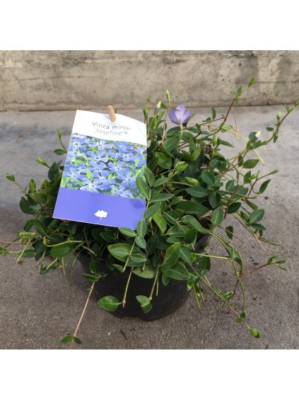 Vinca minor Josefine V20cm