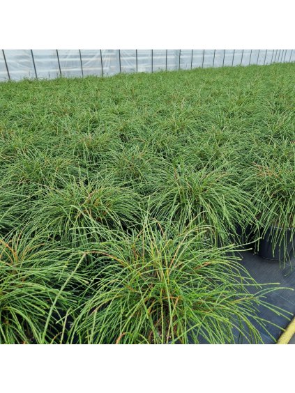 Thuja plicata 'Whipecord' V70cm